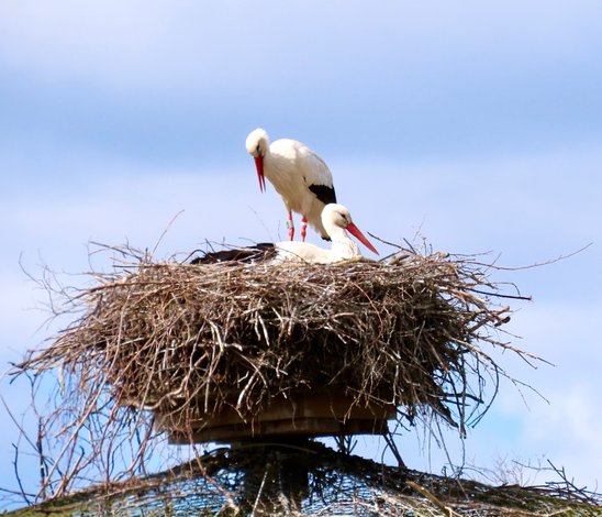 Vit stork. Foto: Håkan